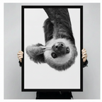 Person holding a black framed black and white realistic fluffy sloth hanging upside down making peace sign with claws art print on white background against a light gray backdrop